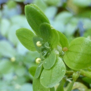 Photographie n°294476 du taxon Callitriche brutia Petagna [1787]