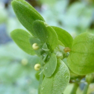 Photographie n°294477 du taxon Callitriche brutia Petagna [1787]