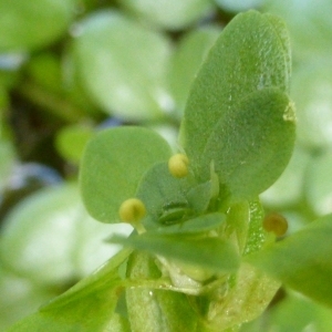 Photographie n°294478 du taxon Callitriche brutia Petagna [1787]