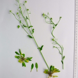 Photographie n°294503 du taxon Arabidopsis thaliana (L.) Heynh. [1842]