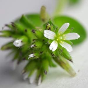 Photographie n°294513 du taxon Cerastium glomeratum Thuill. [1799]