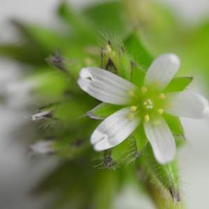 Photographie n°294514 du taxon Cerastium glomeratum Thuill. [1799]