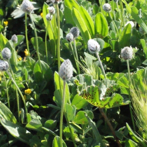Photographie n°294518 du taxon Plantago lagopus L.