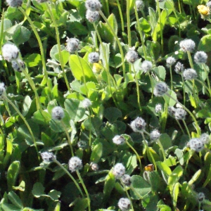 Photographie n°294520 du taxon Plantago lagopus L.