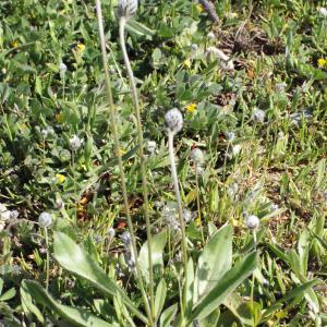 Photographie n°294524 du taxon Plantago lagopus L.