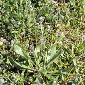 Photographie n°294525 du taxon Plantago lagopus L.