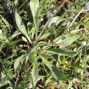 Photographie n°294526 du taxon Plantago lagopus L.