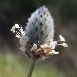 Photographie n°294528 du taxon Plantago lagopus L.