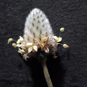 Photographie n°294531 du taxon Plantago lagopus L.