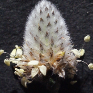 Photographie n°294533 du taxon Plantago lagopus L.