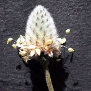 Photographie n°294534 du taxon Plantago lagopus L.