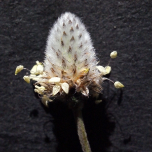 Photographie n°294535 du taxon Plantago lagopus L.