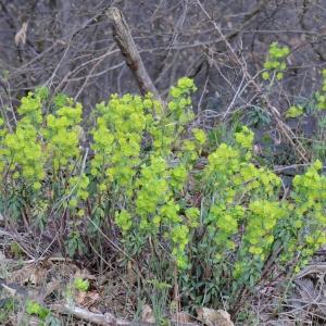 Photographie n°294536 du taxon Euphorbia amygdaloides L. [1753]