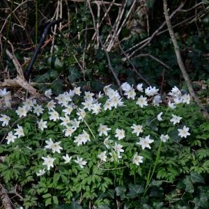 Photographie n°294541 du taxon Anemone nemorosa L. [1753]