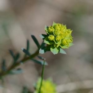 Photographie n°294567 du taxon Euphorbia seguieriana Neck. [1770]