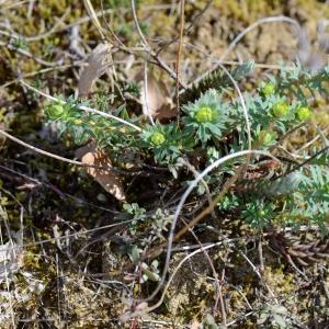 Photographie n°294568 du taxon Euphorbia seguieriana Neck. [1770]