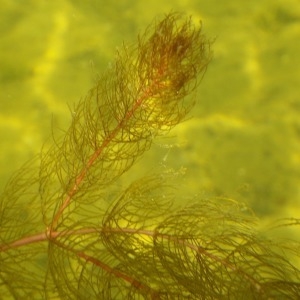 Photographie n°294601 du taxon Myriophyllum alterniflorum DC. [1815]