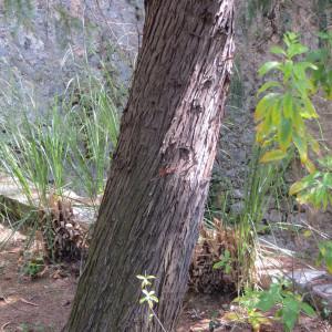 Photographie n°294674 du taxon Cupressus cashmeriana Carrière