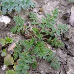 Photographie n°294829 du taxon Erodium cicutarium (L.) L'Hér. [1789]