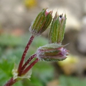 Photographie n°294830 du taxon Erodium cicutarium (L.) L'Hér. [1789]