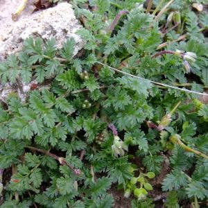 Photographie n°294838 du taxon Erodium cicutarium (L.) L'Hér. [1789]