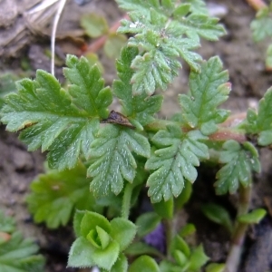 Photographie n°294839 du taxon Erodium cicutarium (L.) L'Hér. [1789]