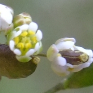 Photographie n°294848 du taxon Erophila verna (L.) Chevall. [1827]