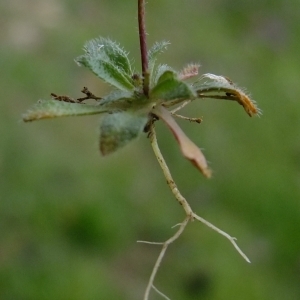 Photographie n°294849 du taxon Erophila verna (L.) Chevall. [1827]