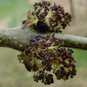 Photographie n°294855 du taxon Fraxinus excelsior L. [1753]