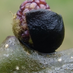 Photographie n°294859 du taxon Fraxinus excelsior L. [1753]