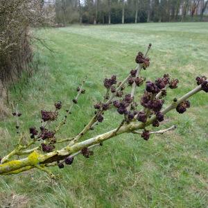 Photographie n°294862 du taxon Fraxinus excelsior L. [1753]