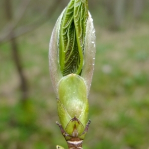 Photographie n°294890 du taxon Acer pseudoplatanus L. [1753]