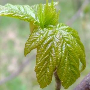 Photographie n°294892 du taxon Acer pseudoplatanus L. [1753]