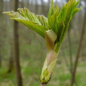 Photographie n°294894 du taxon Acer pseudoplatanus L. [1753]