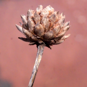 Photographie n°294913 du taxon Cephalaria leucantha (L.) Schrad. ex Roem. & Schult. [1818]