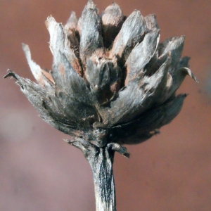 Photographie n°294930 du taxon Cephalaria leucantha (L.) Schrad. ex Roem. & Schult. [1818]