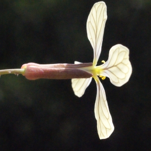 Photographie n°294998 du taxon Raphanus raphanistrum L. [1753]