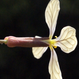 Photographie n°294999 du taxon Raphanus raphanistrum L. [1753]