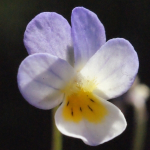 Viola arvensis var. kitaibeliana (Schult.) Halácsy (Pensée de Kitaibel)