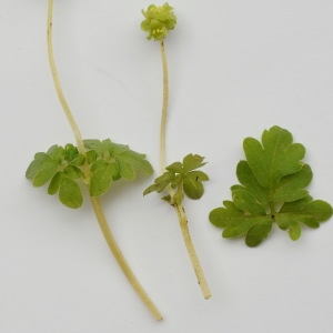Photographie n°295014 du taxon Adoxa moschatellina L. [1753]