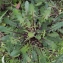  Liliane Roubaudi - Crepis vesicaria subsp. taraxacifolia (Thuill.) Thell. [1914]