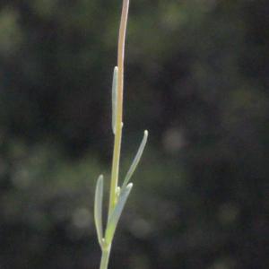 Photographie n°295029 du taxon Linaria arvensis (L.) Desf. [1799]