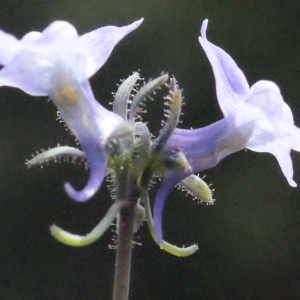  - Linaria arvensis (L.) Desf. [1799]