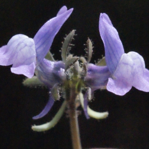  - Linaria arvensis (L.) Desf. [1799]