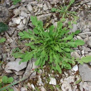 Photographie n°295062 du taxon Papaver rhoeas L.