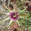  Liliane Roubaudi - Tragopogon porrifolius L. [1753]