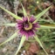  Liliane Roubaudi - Tragopogon porrifolius L. [1753]