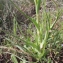  Liliane Roubaudi - Tragopogon porrifolius L. [1753]