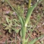  Liliane Roubaudi - Tragopogon porrifolius L. [1753]