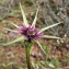  Liliane Roubaudi - Tragopogon porrifolius L. [1753]